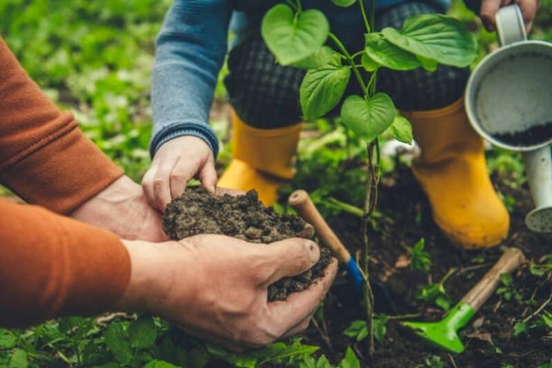 How to Save a Dying Tree